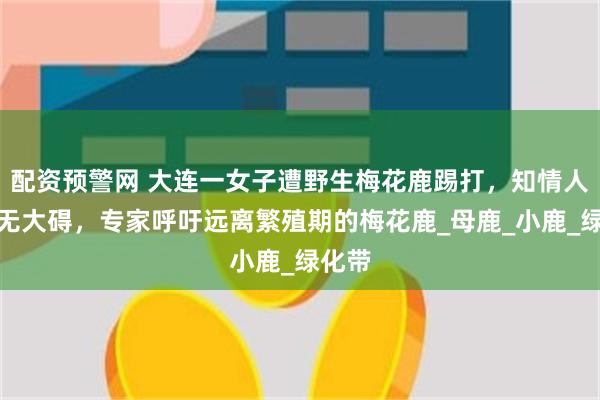 配资预警网 大连一女子遭野生梅花鹿踢打，知情人称其无大碍，专家呼吁远离繁殖期的梅花鹿_母鹿_小鹿_绿化带