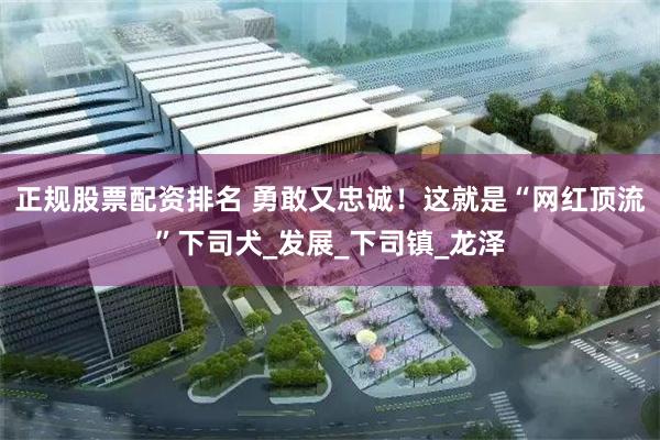 正规股票配资排名 勇敢又忠诚！这就是“网红顶流”下司犬_发展_下司镇_龙泽